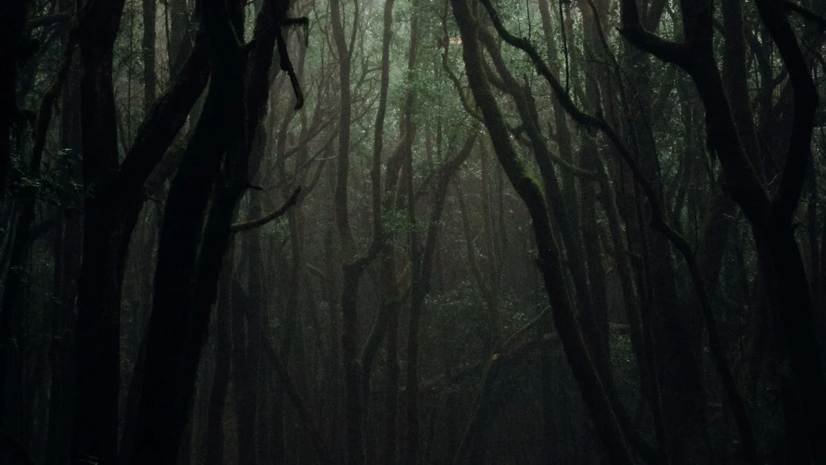A misty forest at dawn with sunlight through the trees