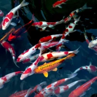 Best Nature Documentaries Streaming in the UK
