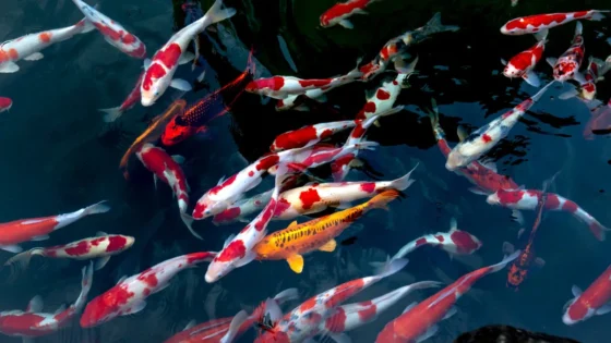 Best Nature Documentaries Streaming in the UK