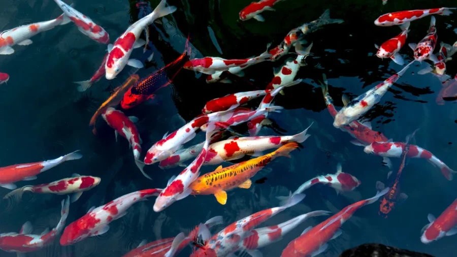 Best Nature Documentaries Streaming in the UK